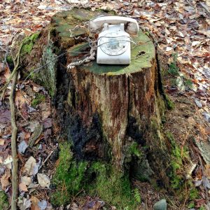 Photograph of a rotary telephone on a tree stump in the woods