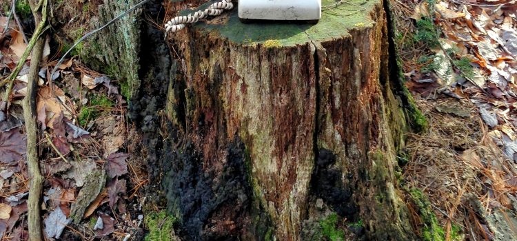 Photograph of a rotary telephone on a tree stump in the woods