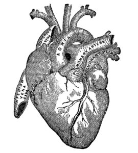 Anatomical Heart Illustration
